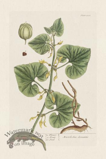 BEE 255 Creeping Birthnort